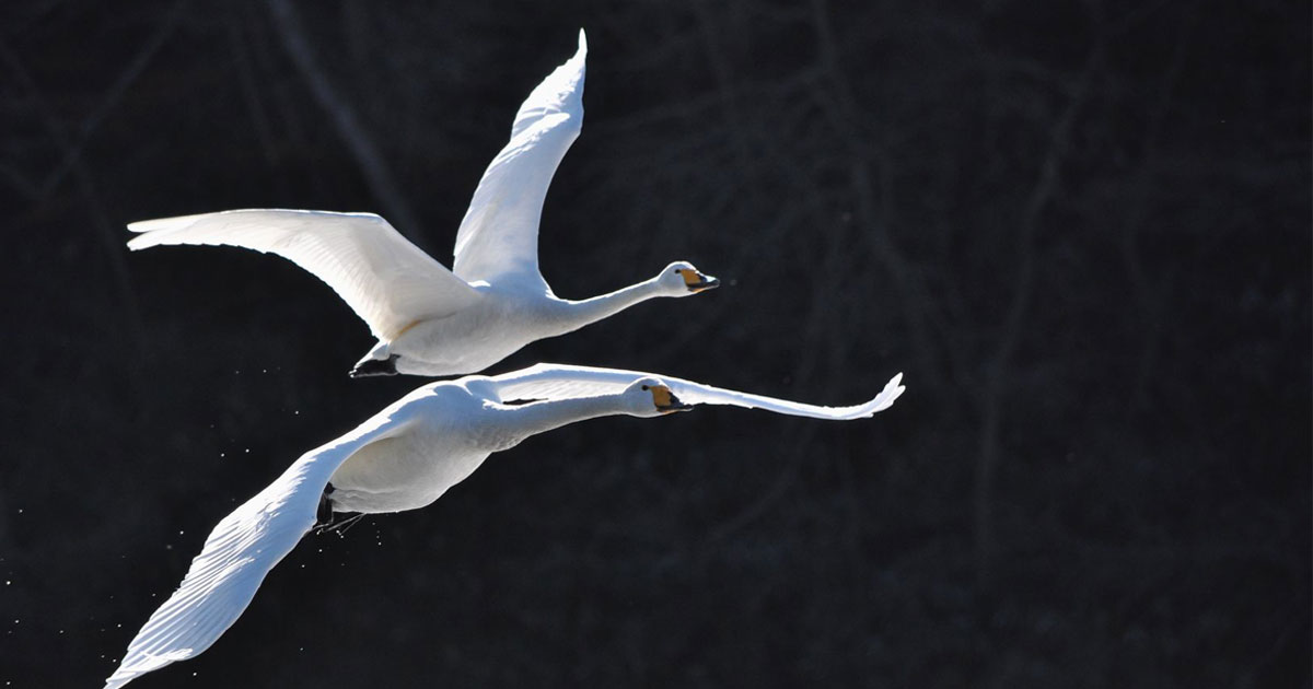 'Tis-the-Season-to-be-a-Snowbird | The Pollock Firm LLC